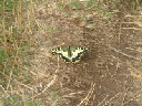 DSCF0080
