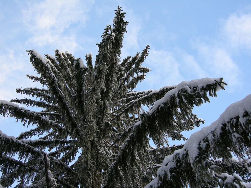 DSCN2466